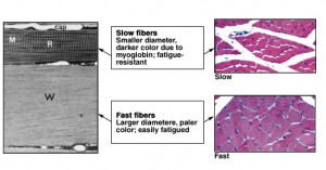 FIGURE - Fast versus Slow Fibers. (a)The slender, slow fiber (R for red) has more mitochondria (M) and a more extensive capillary supply (cap) than does the fast fiber (W for white). (LM X 783) (b) Notice the difference in the sizes of slow fibers, above, and of fast fibers, below. (LM X 171)