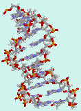 Assemblato il genoma canino