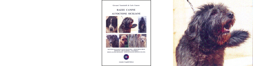 Razze canine autoctone siciliane