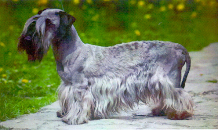 Obiettivo zootecnico sul Cesky Terier (Terrier Boemo)