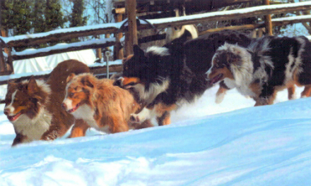 OBIETTIVO ZOOTECNICO SULL’AUSTRALIAN SHEPHERD